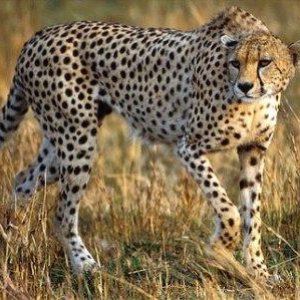 اتمام طراحی لوگوی یوز برای پیراهن تیم ملی