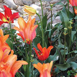 ضربان قلب طبیعت در خانه عکاسان جوان